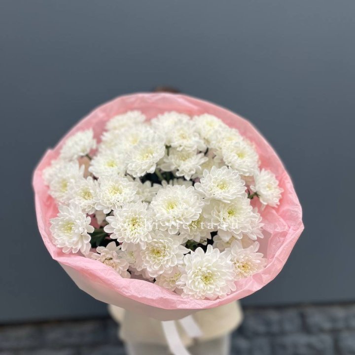  5 хризантем  в Краснодаре