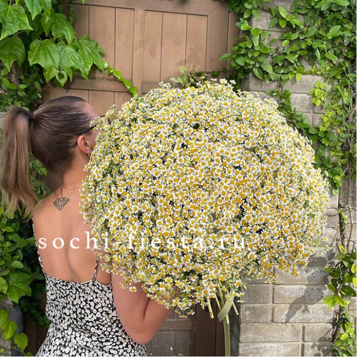 101 ромашка в Краснодаре