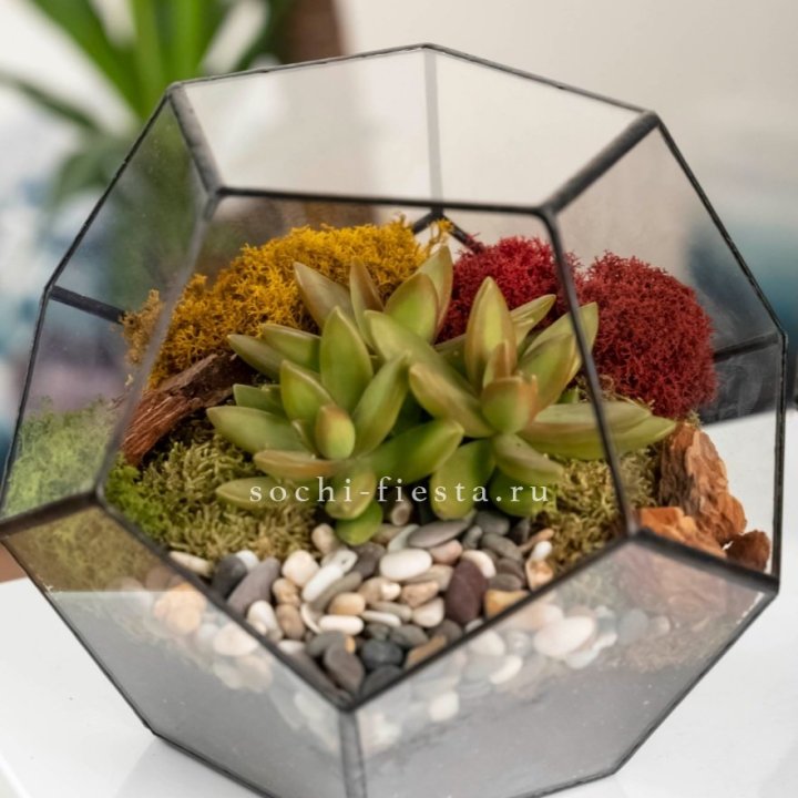 Флорариум “Додекаэдр” с суккулентом Седум в Краснодаре