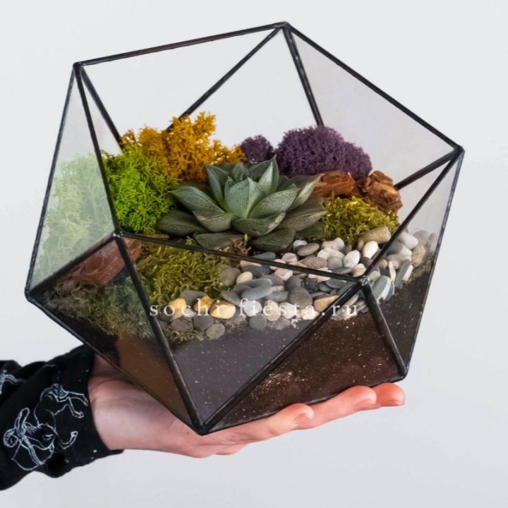 Флорариум “Икосаэдр” с суккулентом Каменная Роза в Краснодаре