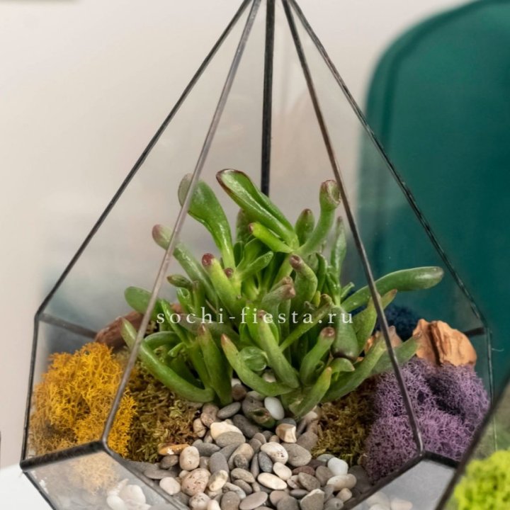 Флорариум “Капля” с суккулентом Крассула Хоббит в Краснодаре
