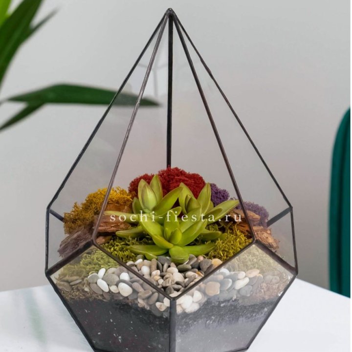 Флорариум Капля с суккулентом в Краснодаре