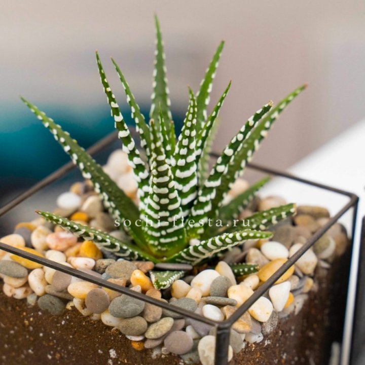 Флорариум Кубик с суккулентом Хавортия в Краснодаре