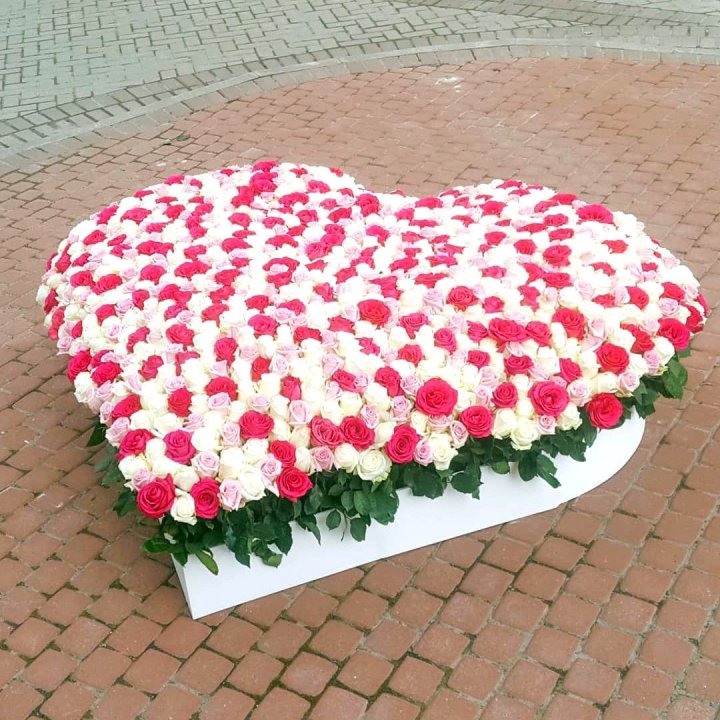 555 роза  в Краснодаре