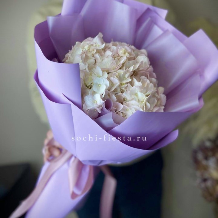 Гортензия розовая в Краснодаре