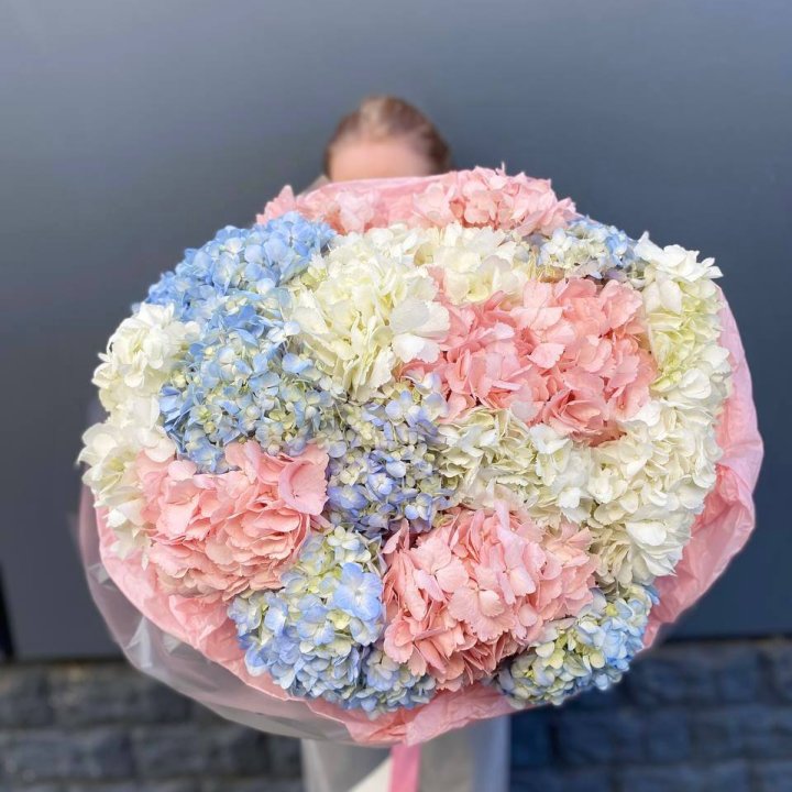 19 гортензий микс в Краснодаре