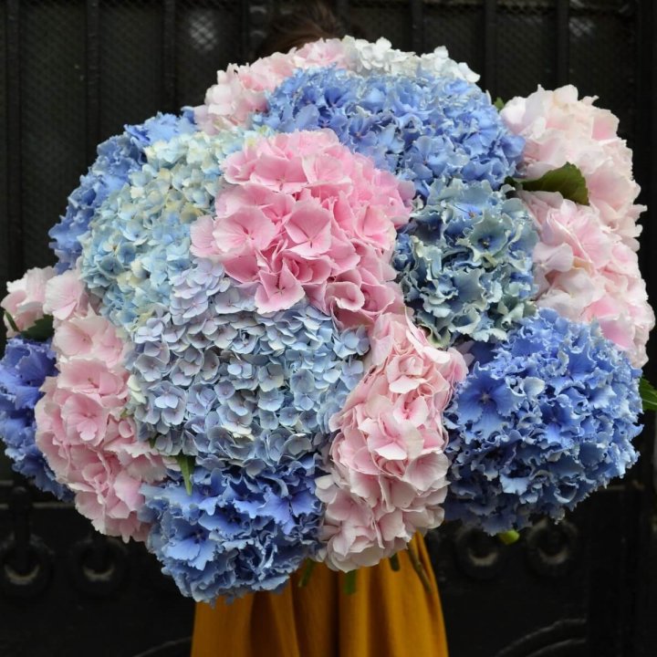 Букет гортензий "Фонтан" в Краснодаре