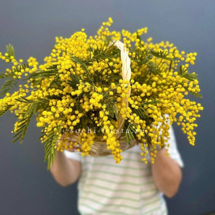 Весенняя корзина мимозы в Краснодаре