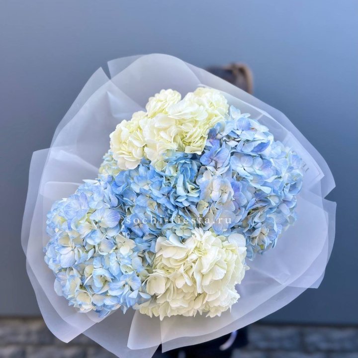 5 бело-голубых гортензий в Краснодаре