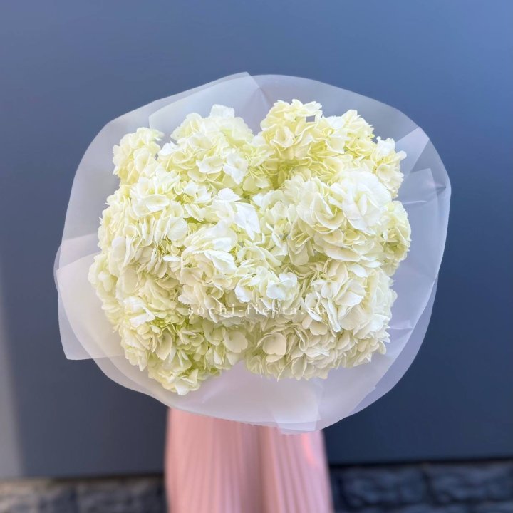 7 белых гортензий в Краснодаре