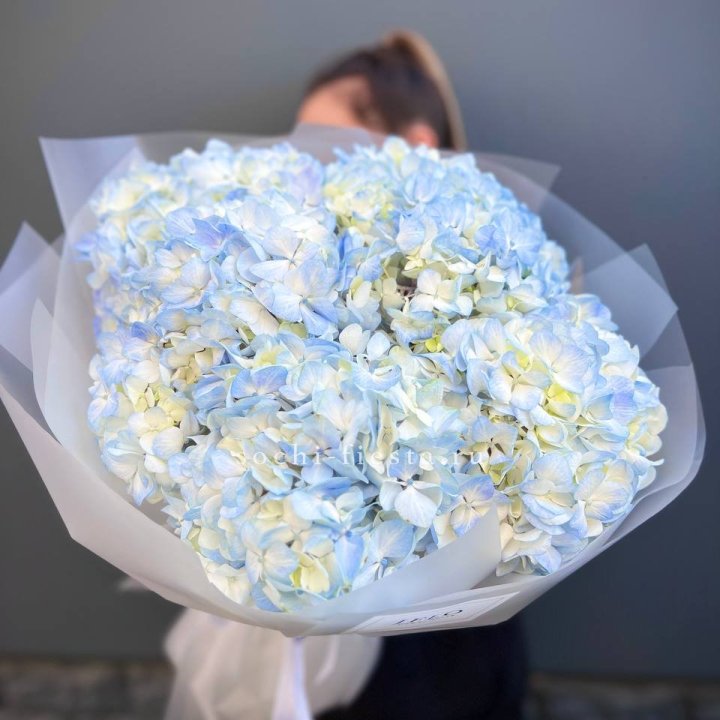 5 голубых гортензий в Краснодаре