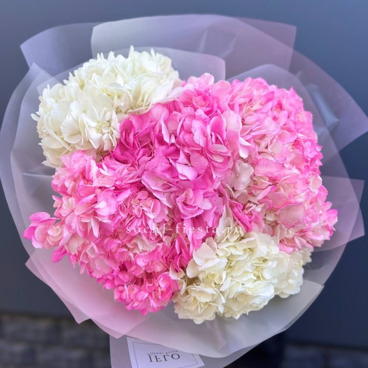 5 бело-розовых гортензий в Краснодаре