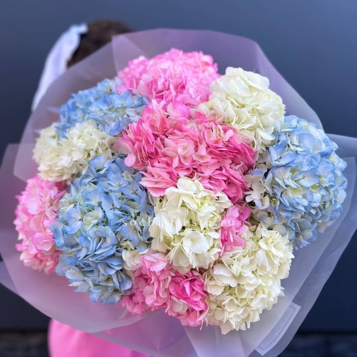 11 гортензий микс в Краснодаре