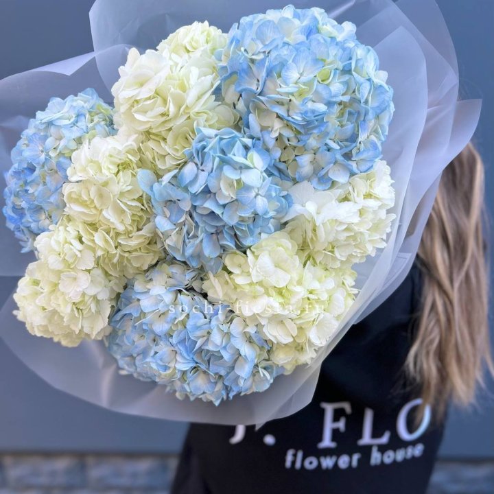 9 бело-голубых гортензий в Краснодаре