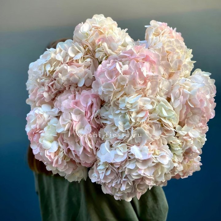 Охапка розовой гортензии в Краснодаре