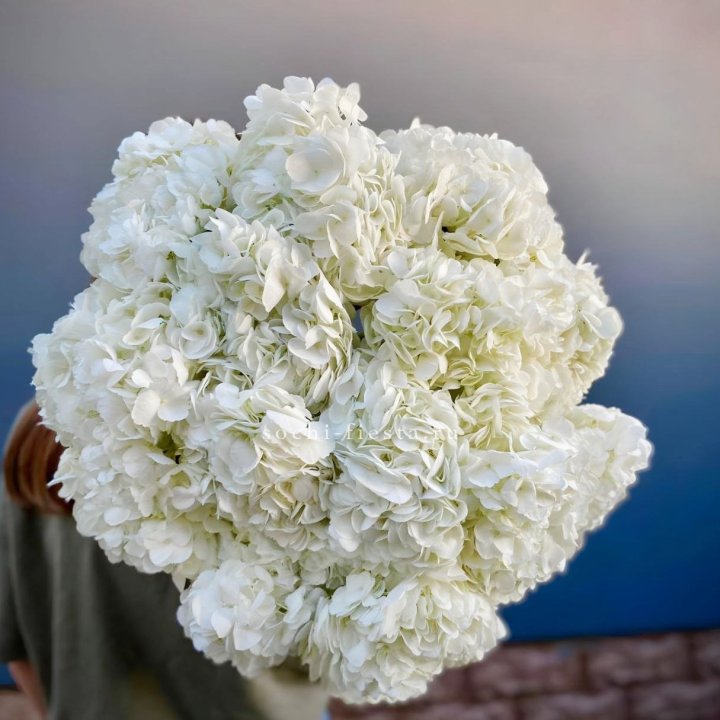 Охапка белой гортензии в Краснодаре