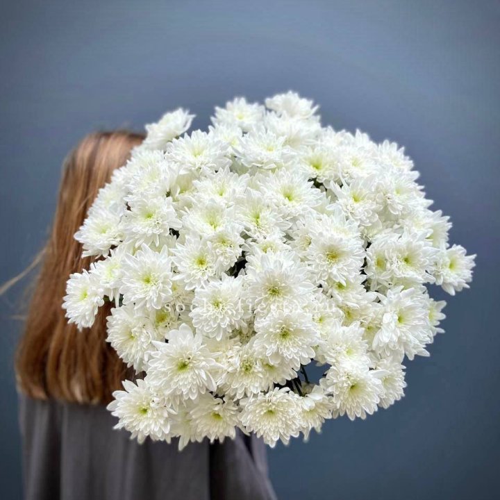 Охапка Хризантемы кустовой в Краснодаре