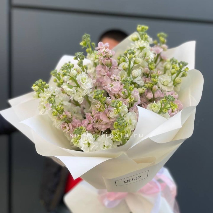 29 маттиол  в Краснодаре