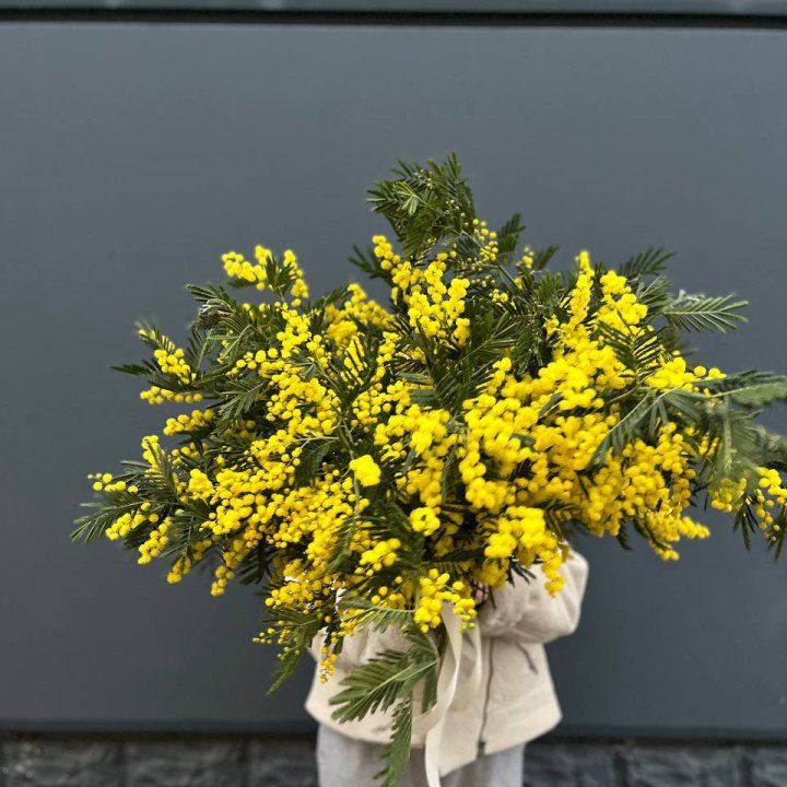 Охопка мимозы в Краснодаре