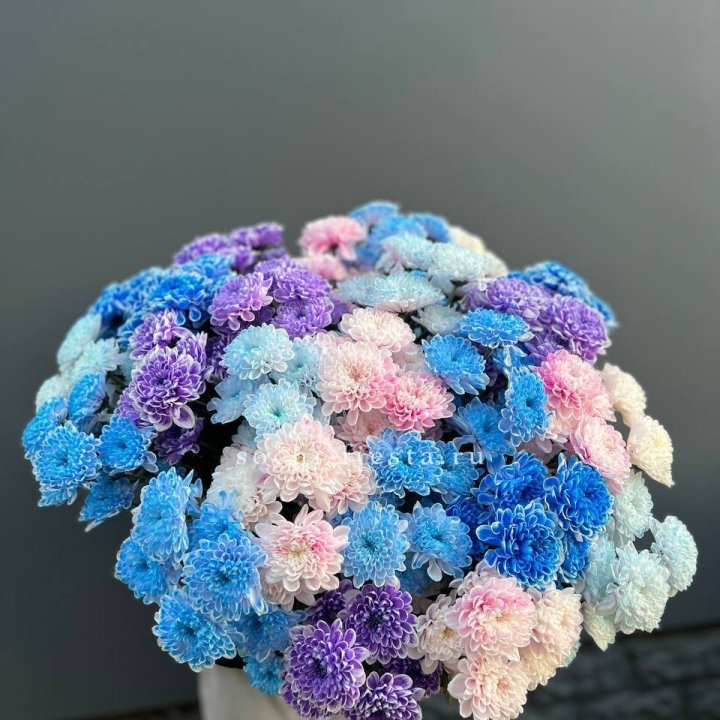 25 цветных хризантем в Краснодаре