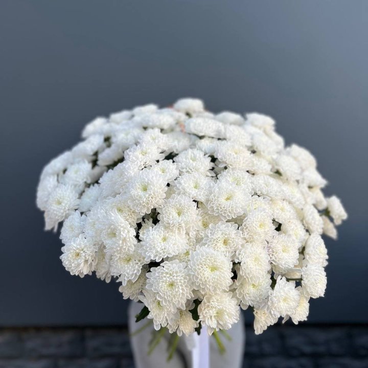  25 хризантем белых в Краснодаре