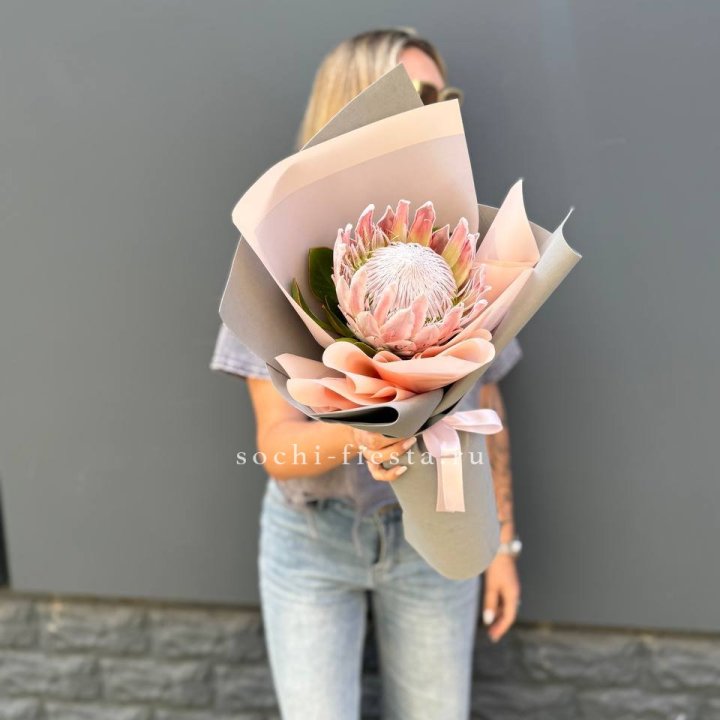 Протея мини  в Краснодаре