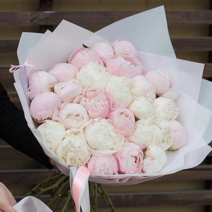 29 пионов в Краснодаре