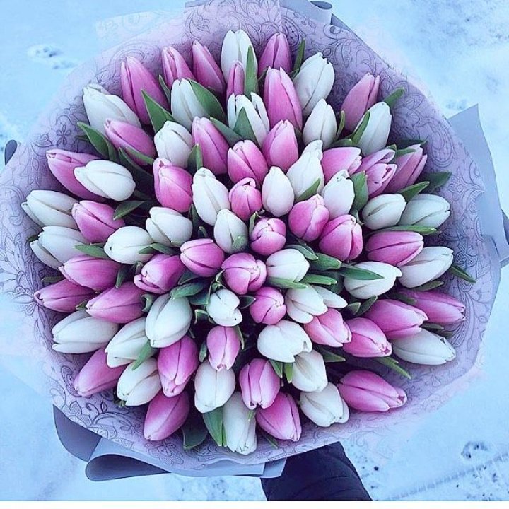 101 тюльпан "Лолипоп" в Краснодаре